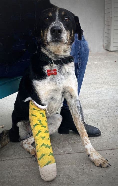 Donation – Argos, A Shelter Dog Rescue.